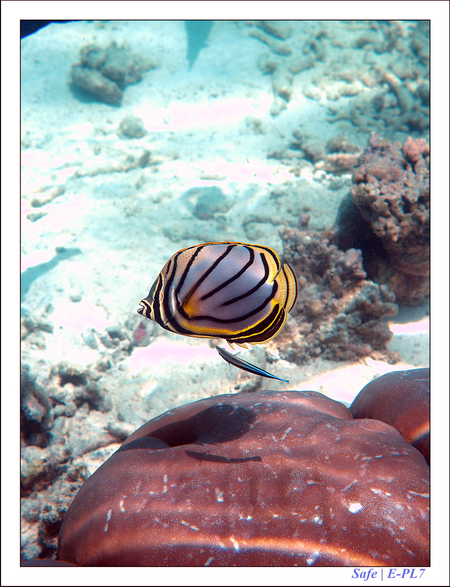 2019 - 07 - Snorkeling maldives - 36